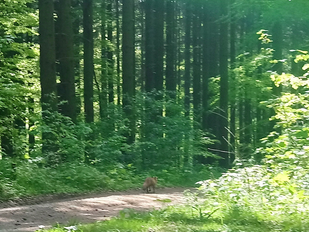 Fuchs