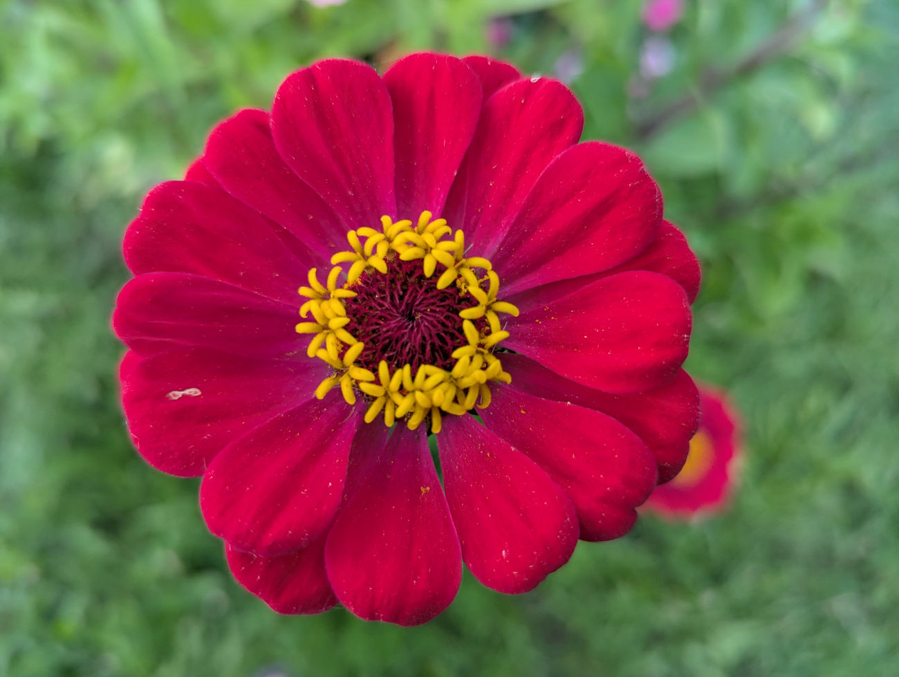 Zinnie im Blumenk&uuml;bel