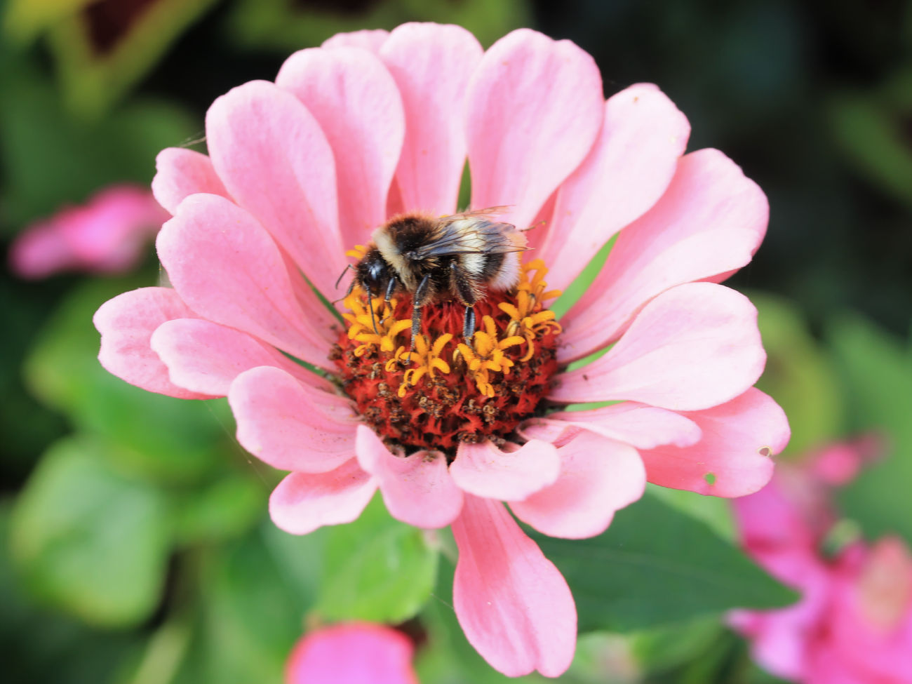Zinnie im Blumenk&uuml;bel