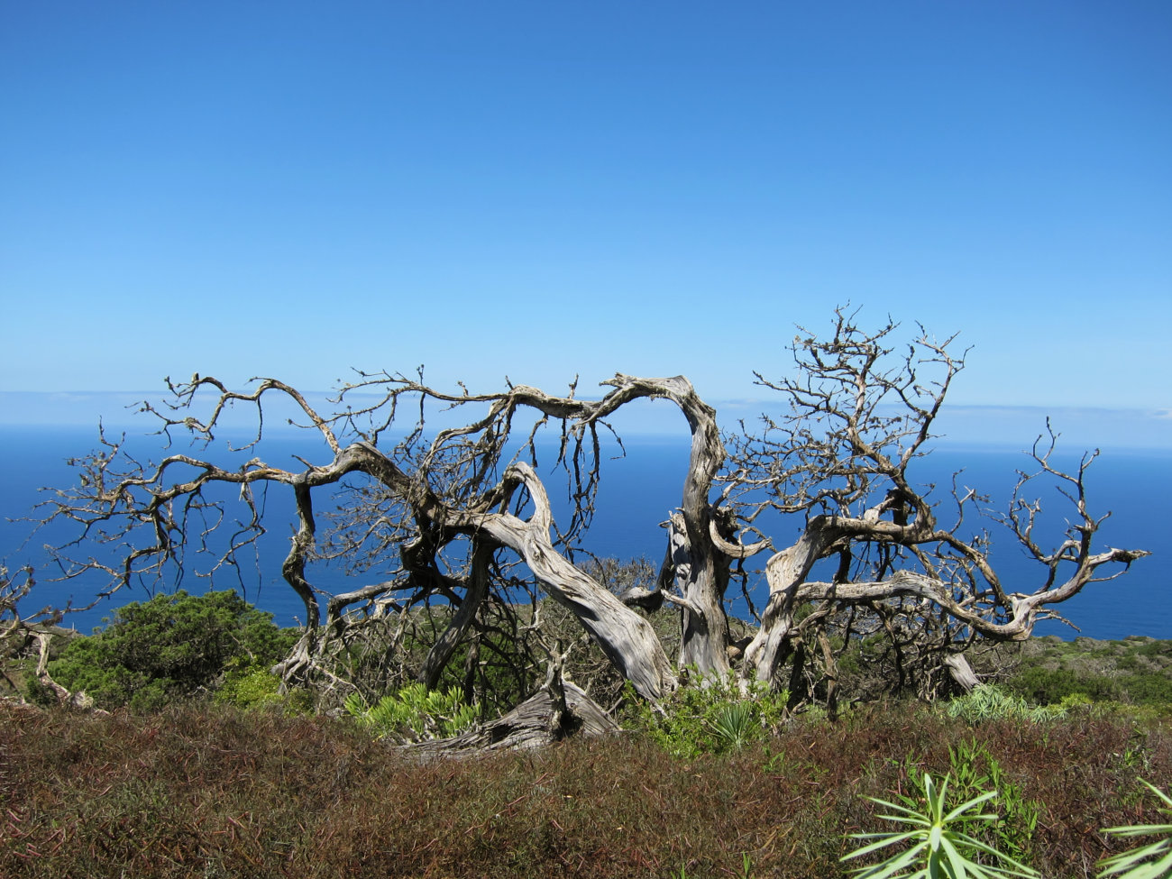 windgebeutelter Wacholderbaum