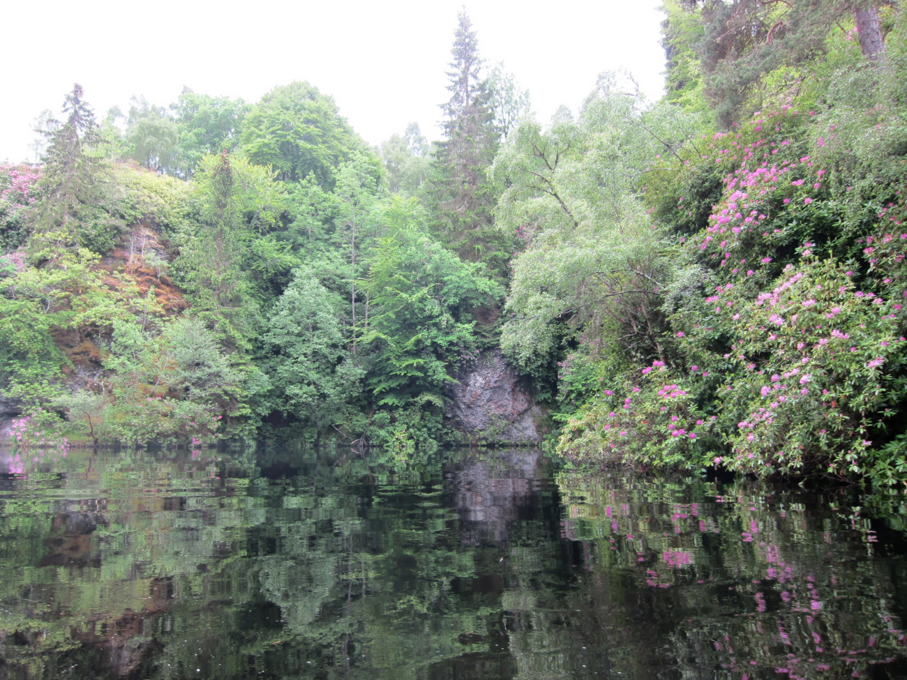 Rhododendron