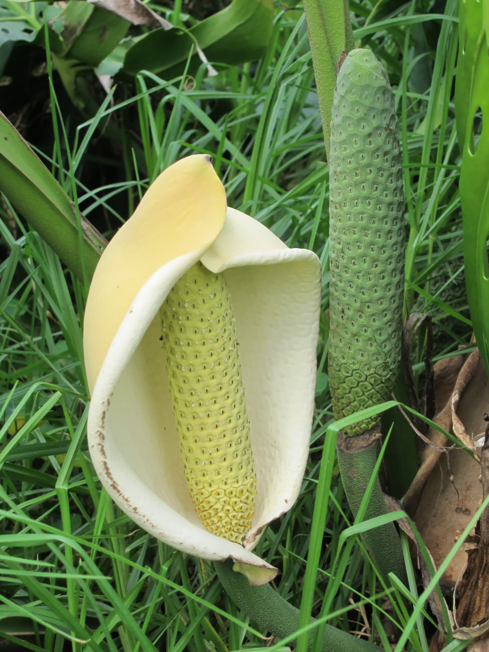 Monstera Deliciosa