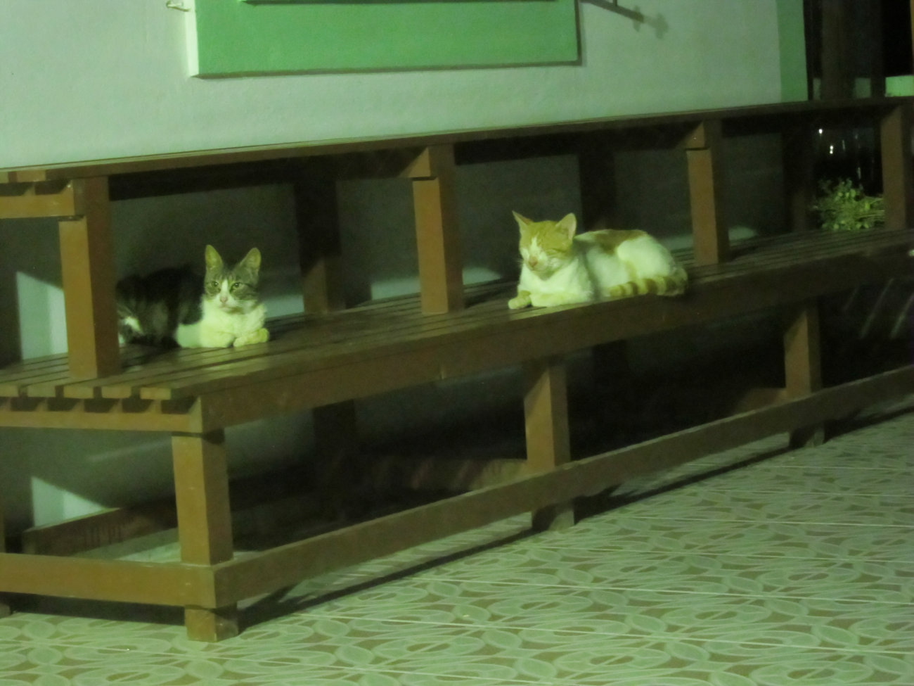 Katzen
