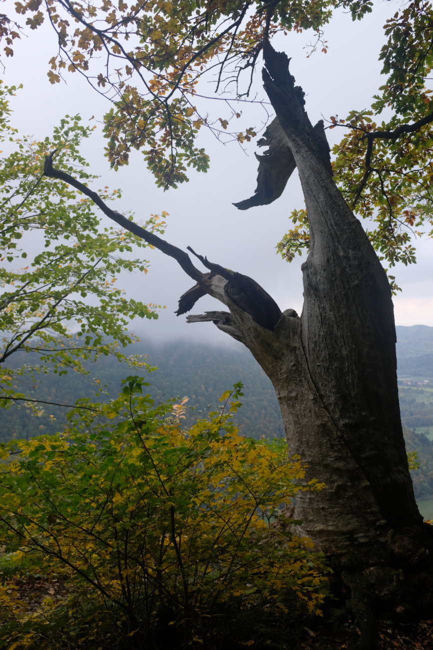 Baumstumpf