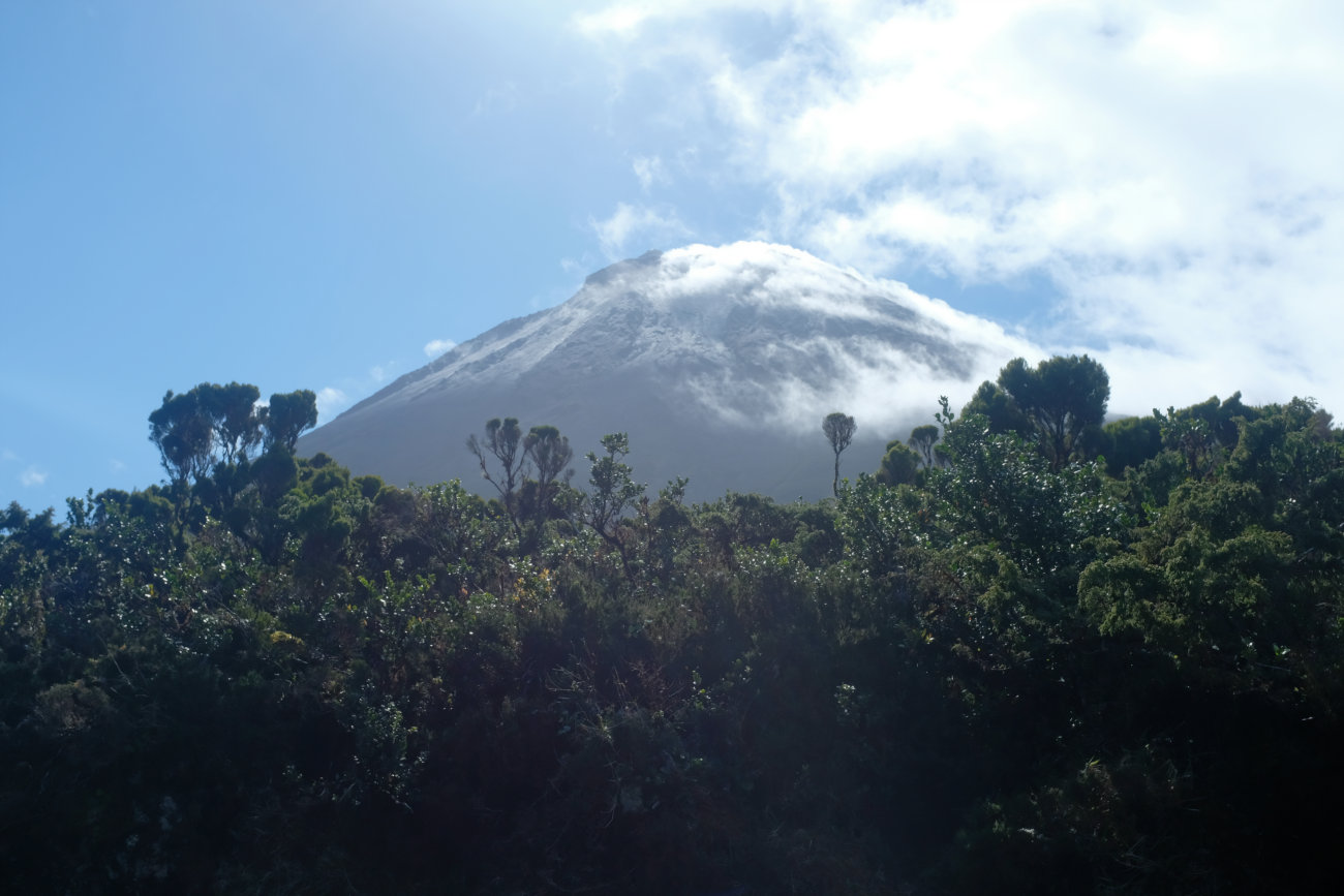 Pico