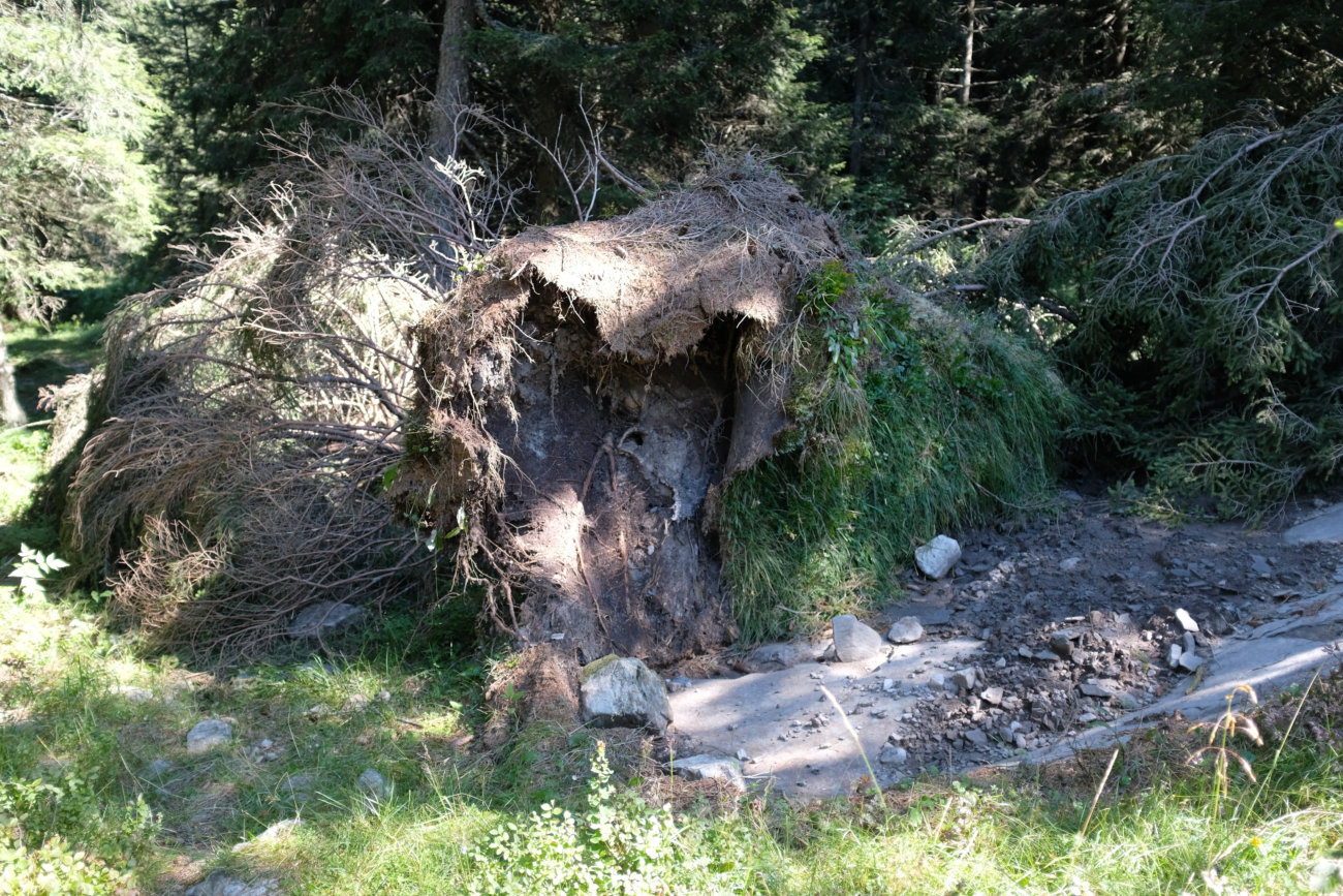 Baum-Unterlage