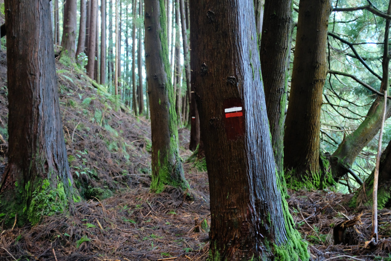 Waldpfad