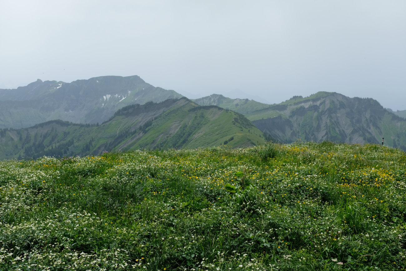 Wiese und Freschen