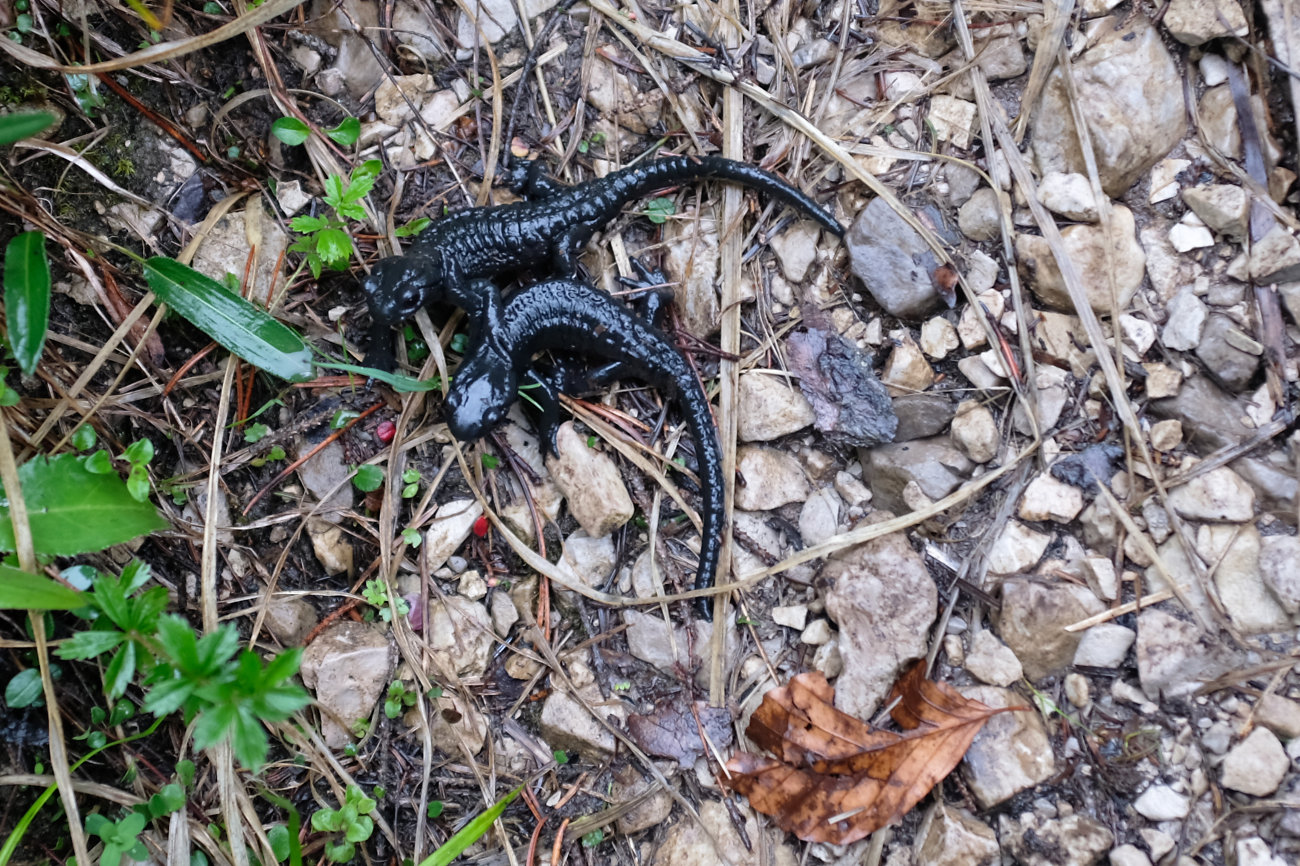 Salamanderpaar