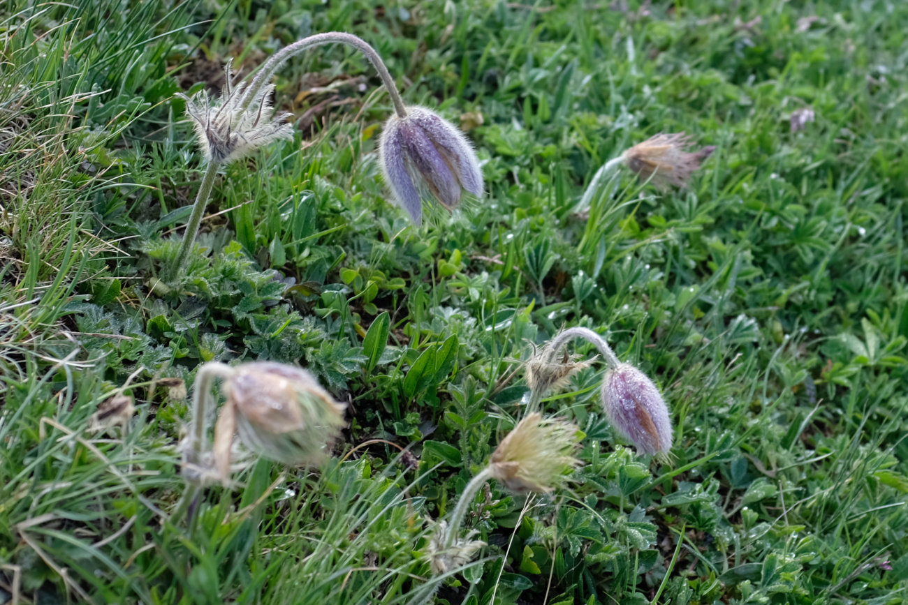 Pelzanemonen
