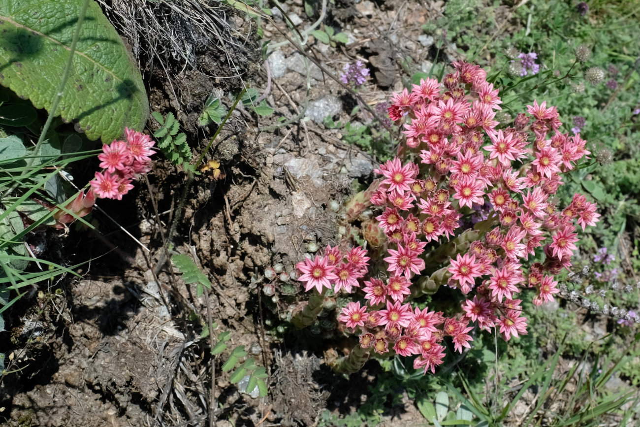 Steinrose