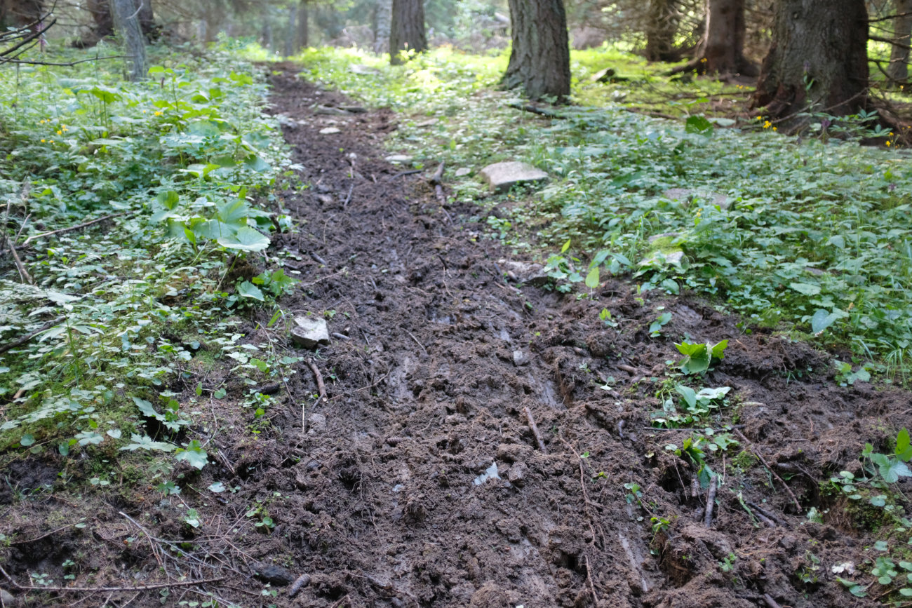 Trampelpfad