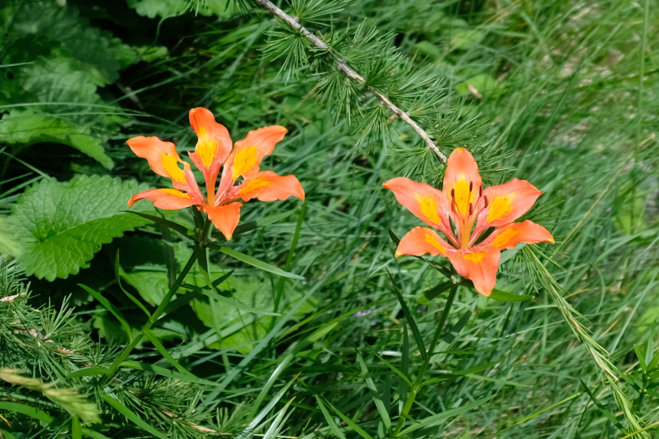Feuerlilie