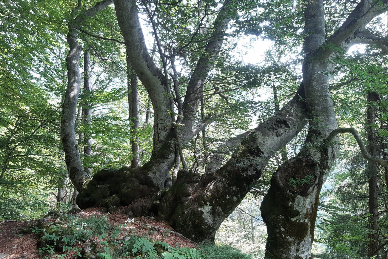 alte Buche