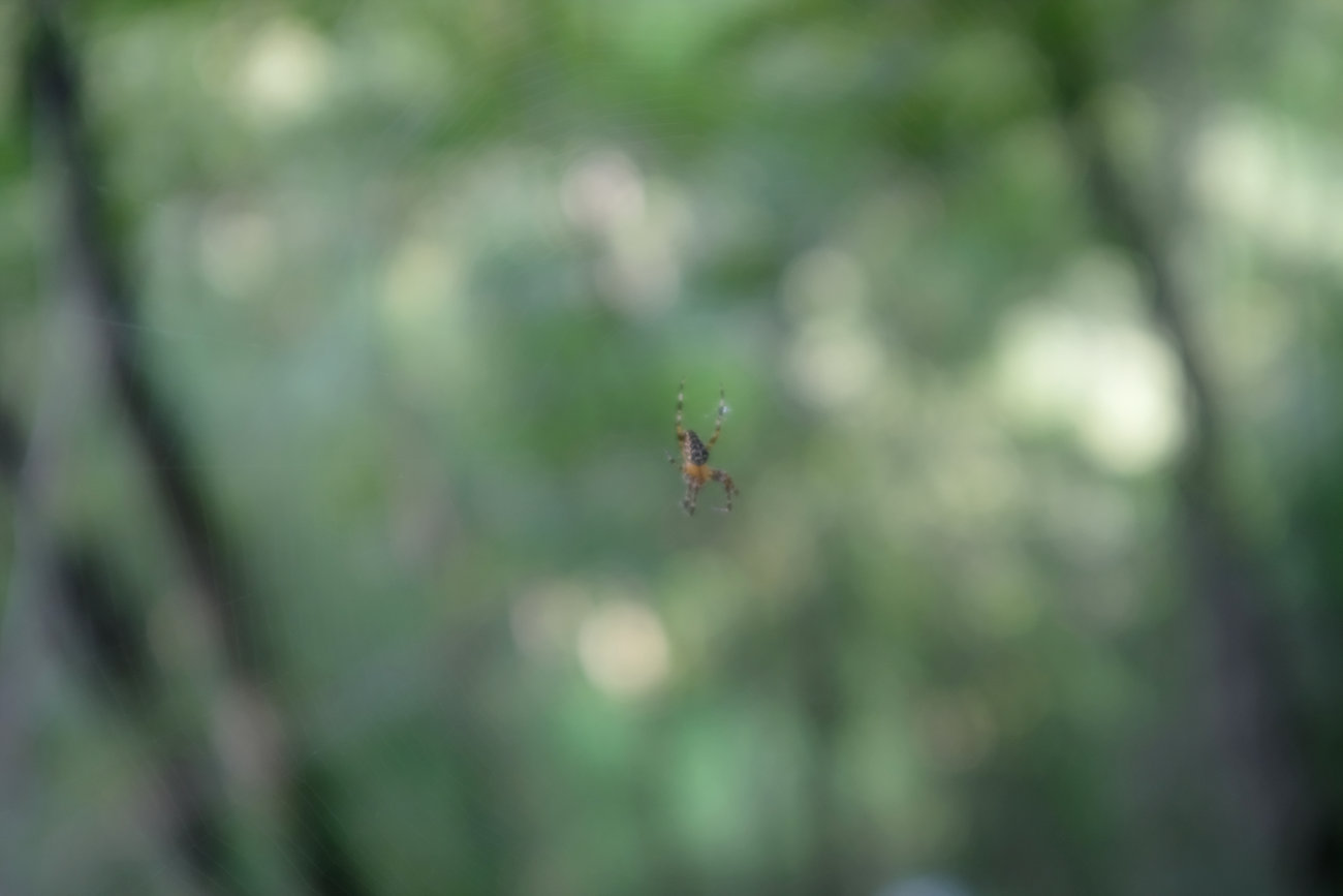 Kreuzspinne