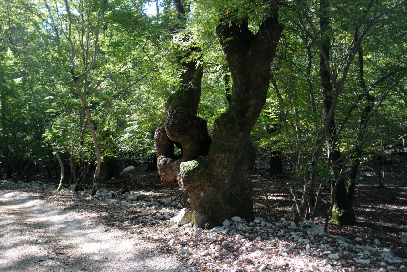 alter Baum und Schaf