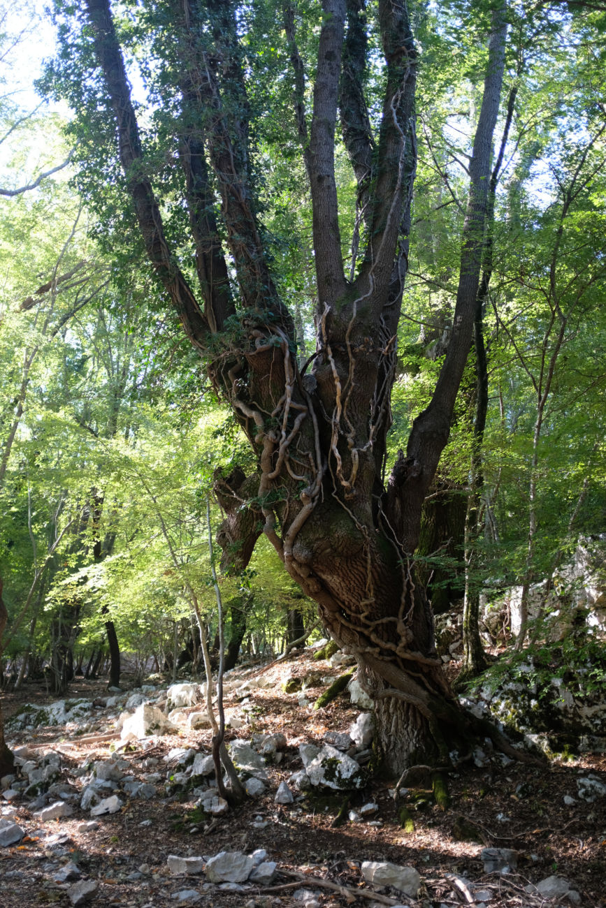 Baum mit Luftwurzeln