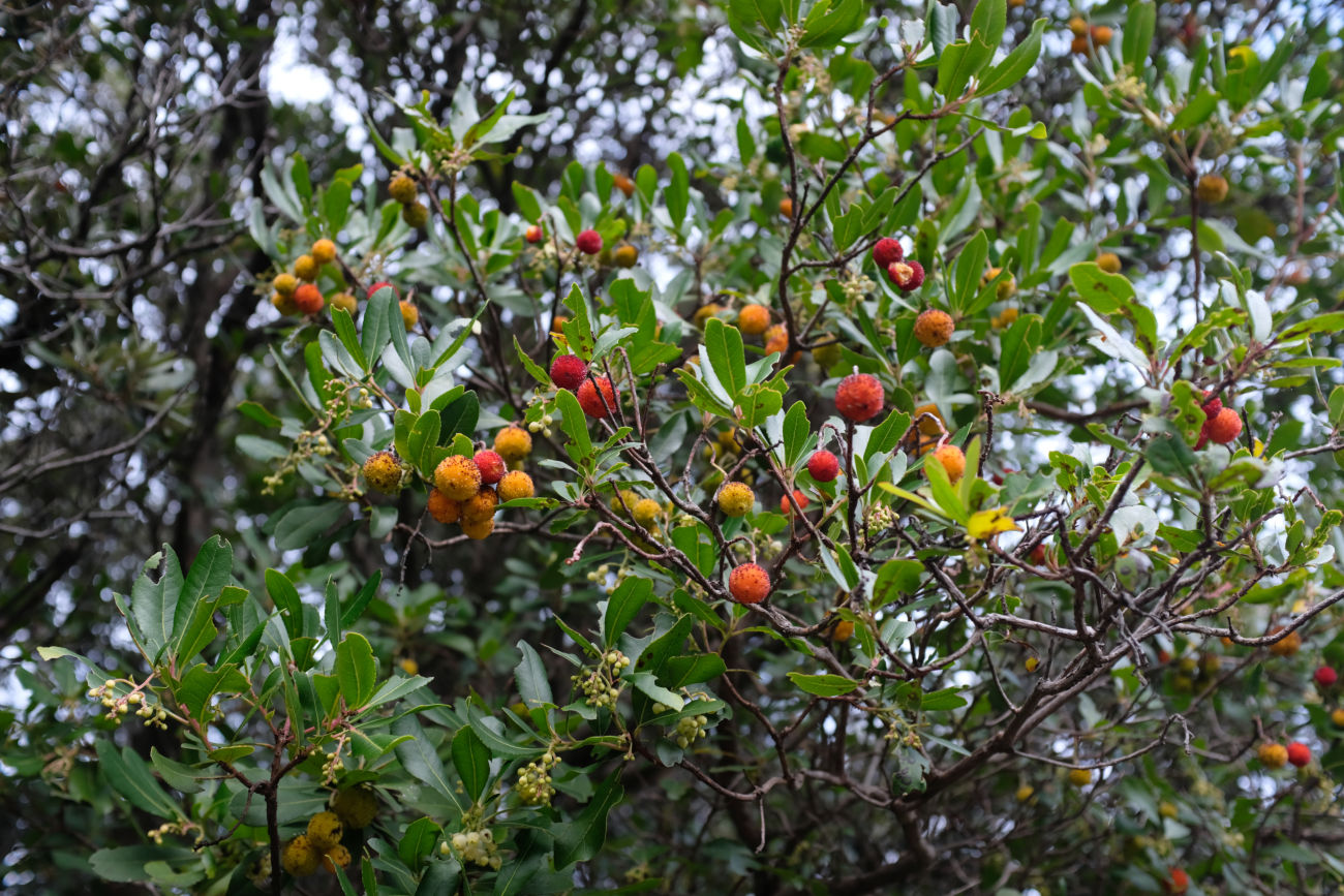 Westlicher Erdbeerbaum