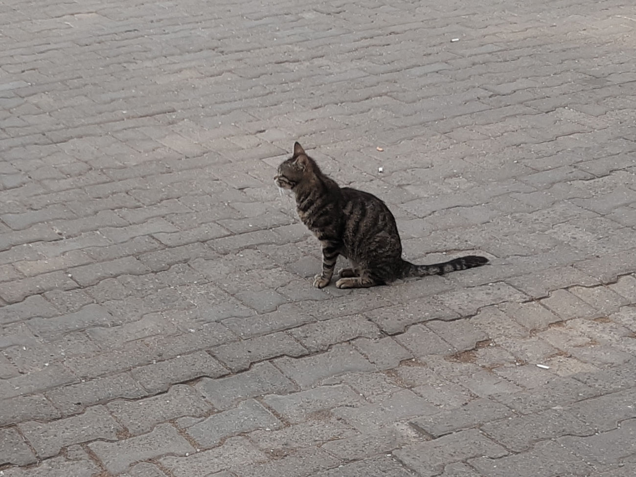Katze