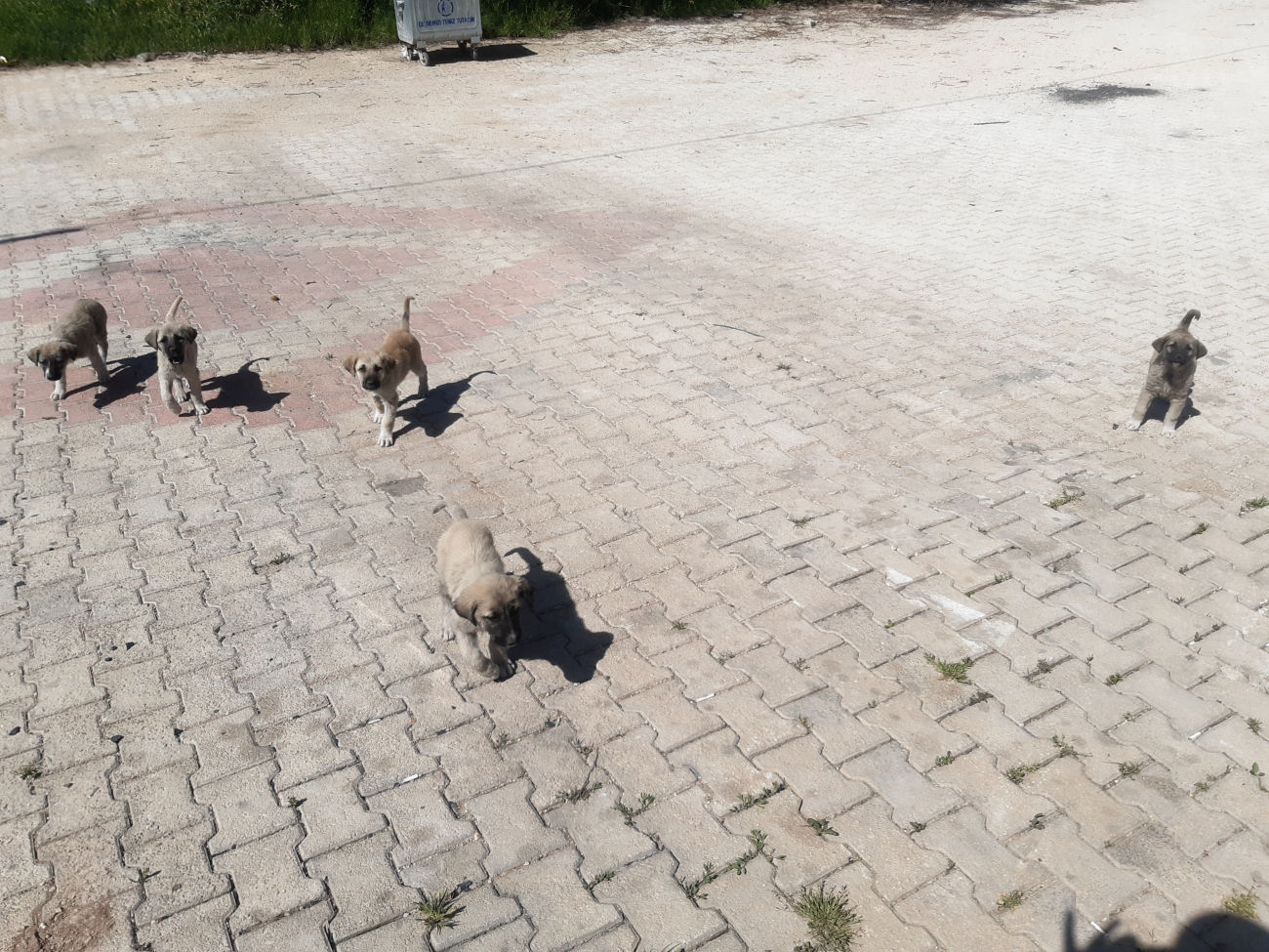 5 junge Hunde