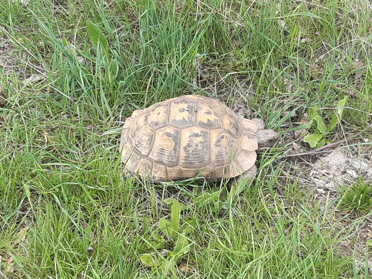Schildkröte