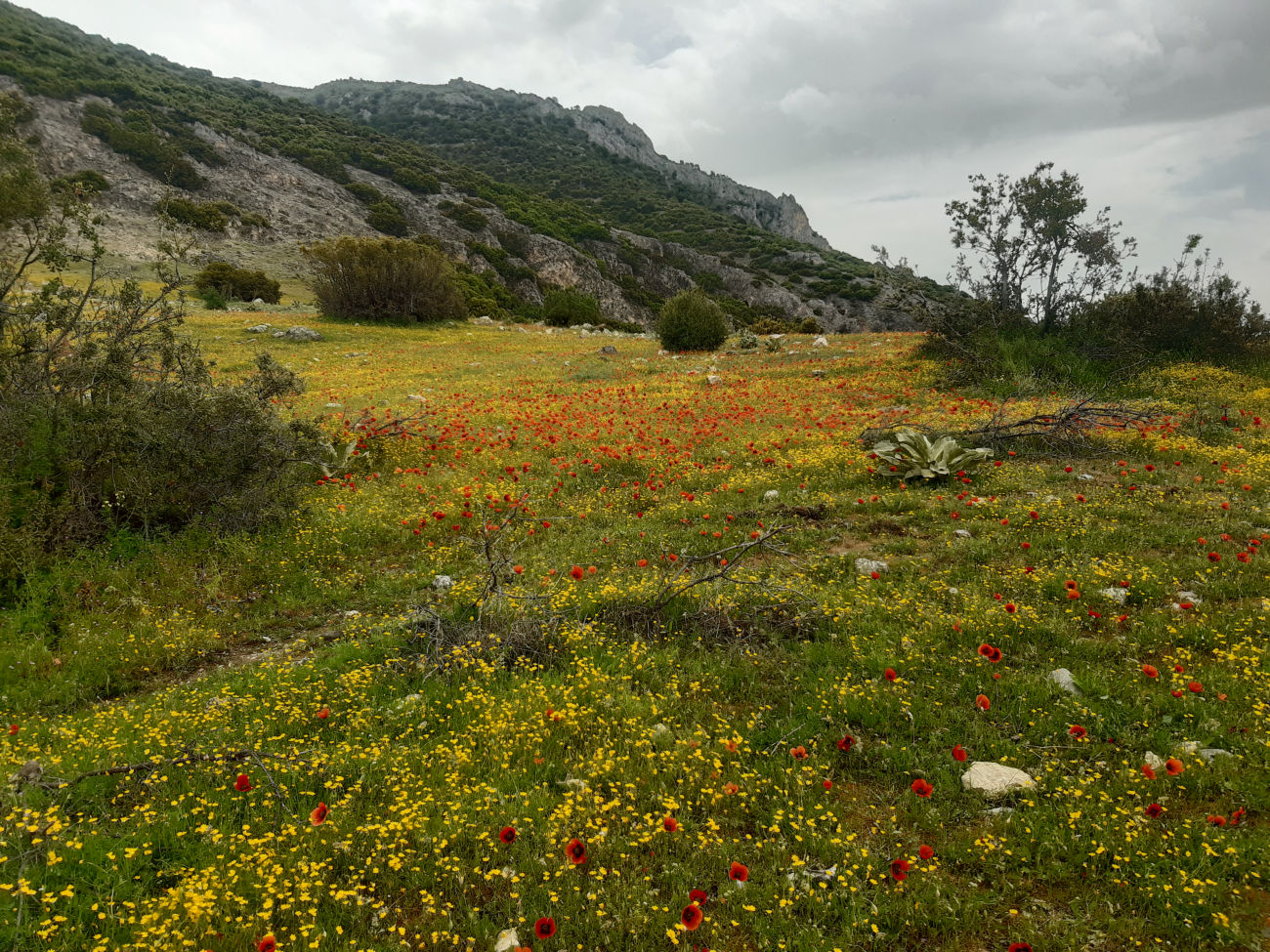 Blumenwiese
