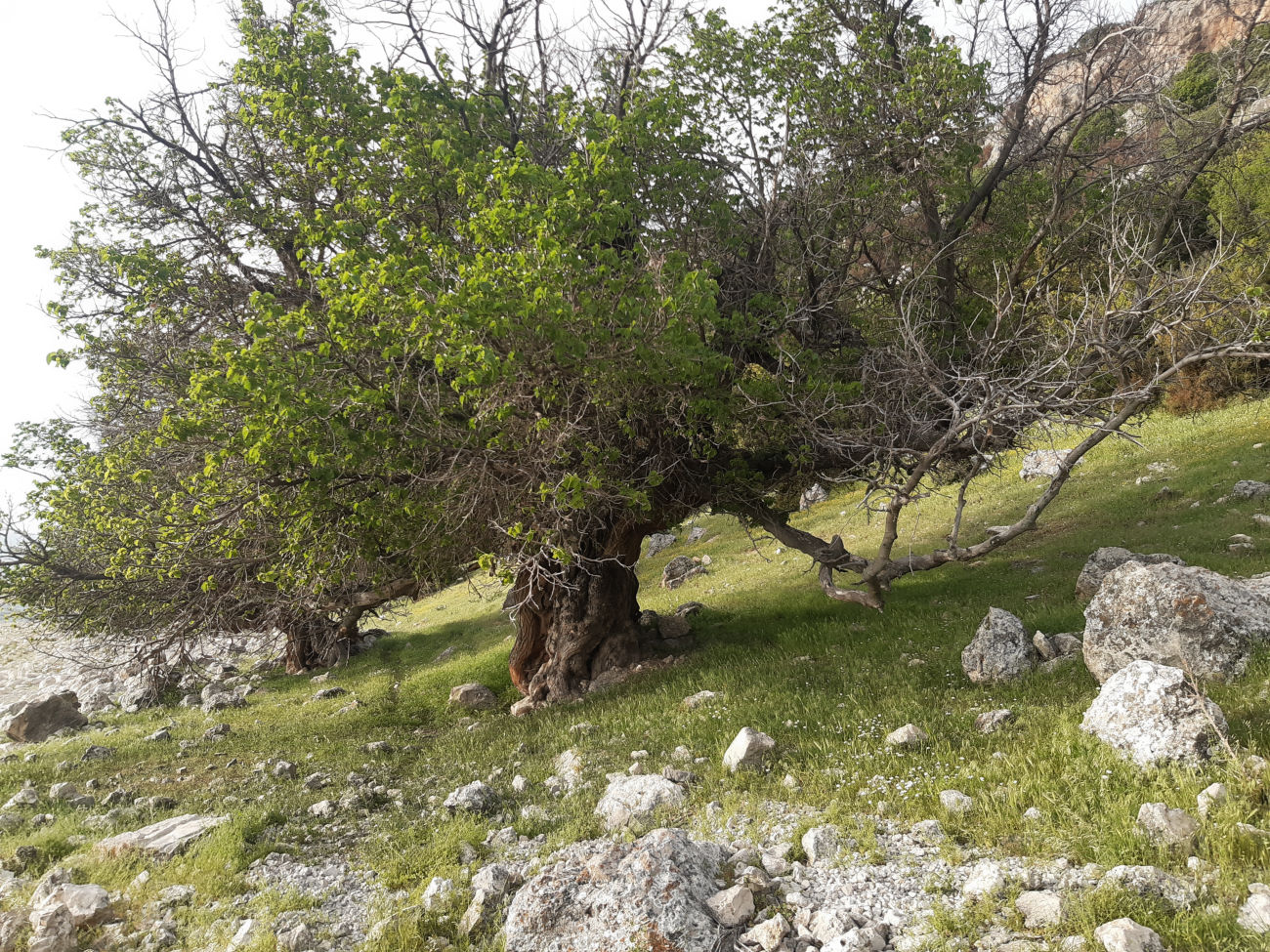 alter Baum