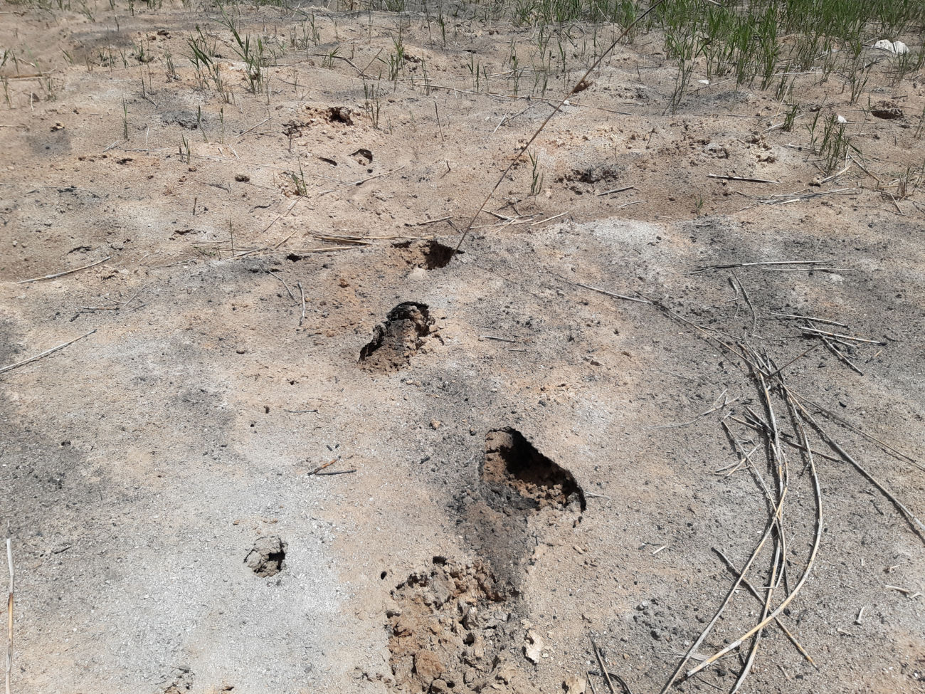 Spuren im Sand