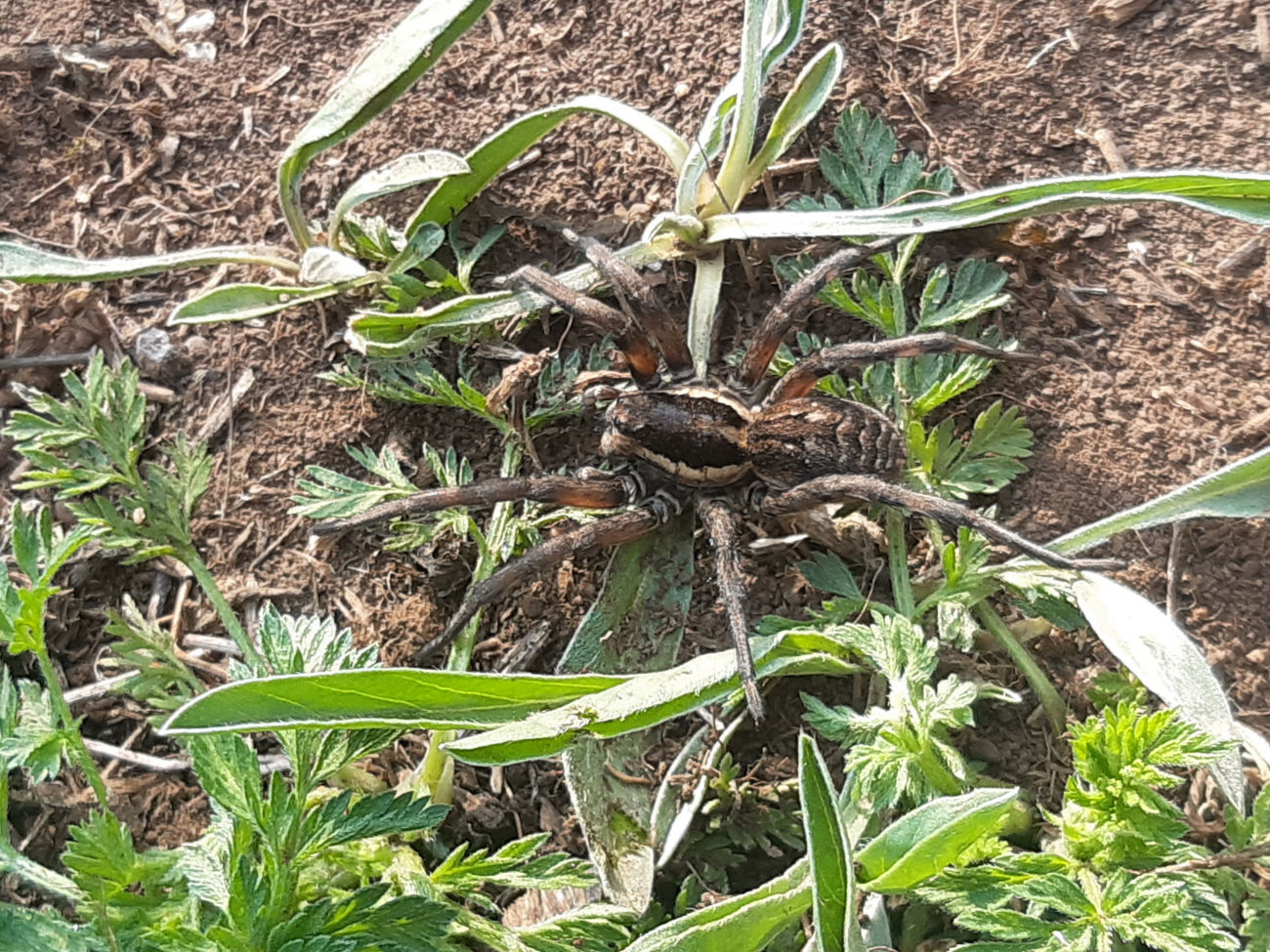 Spinne