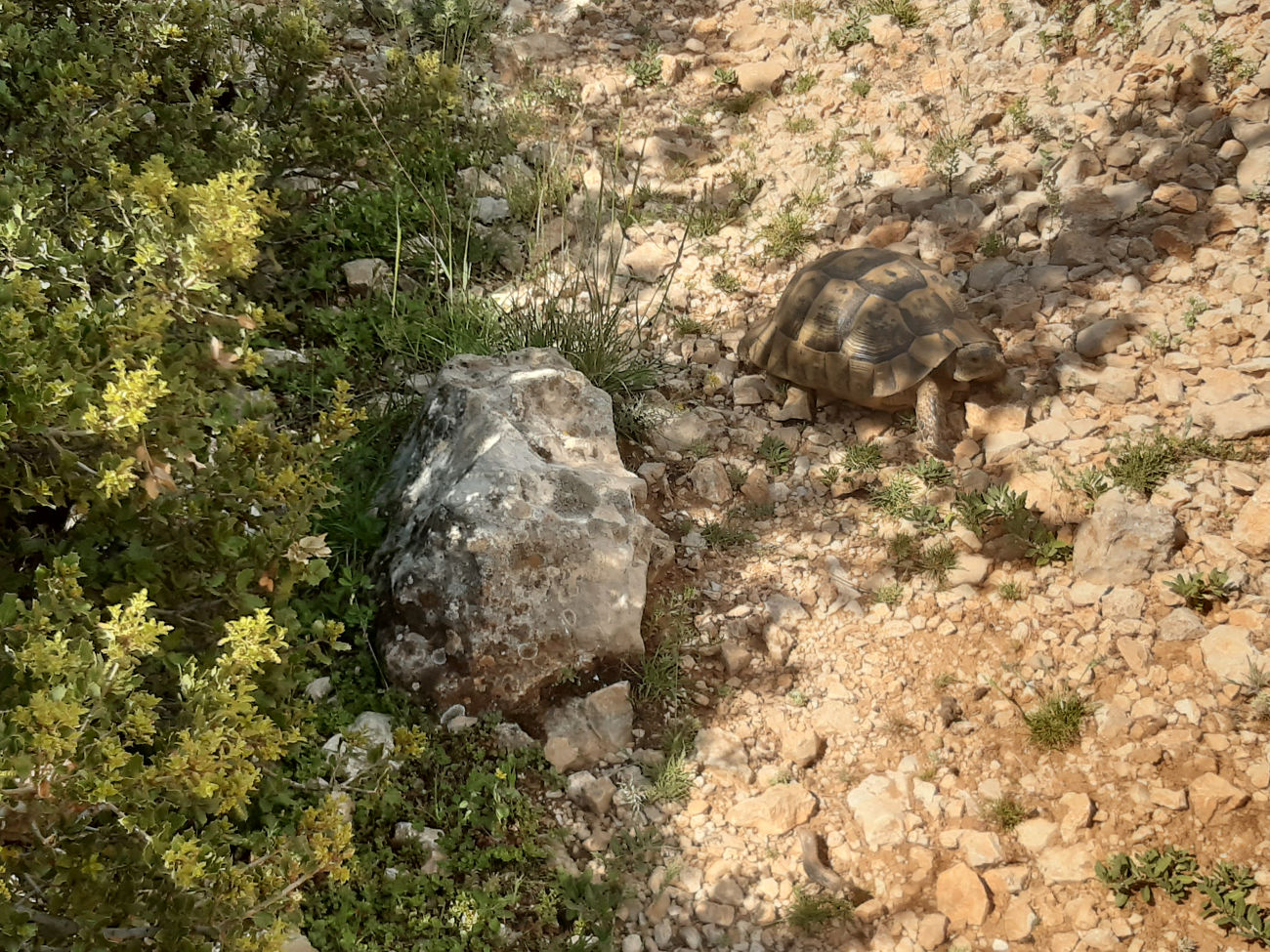 Schildkröte