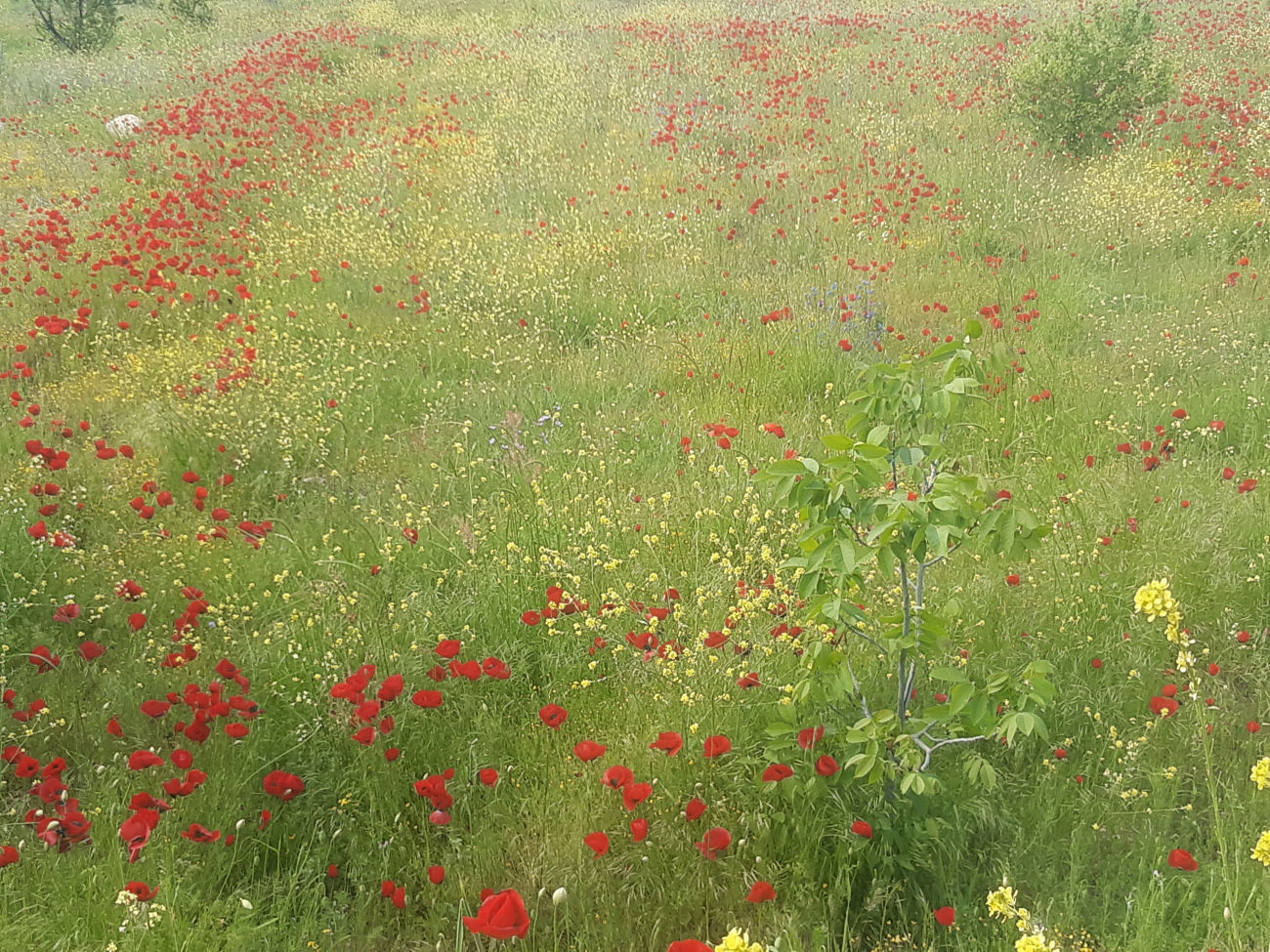 Mohn-Wiese