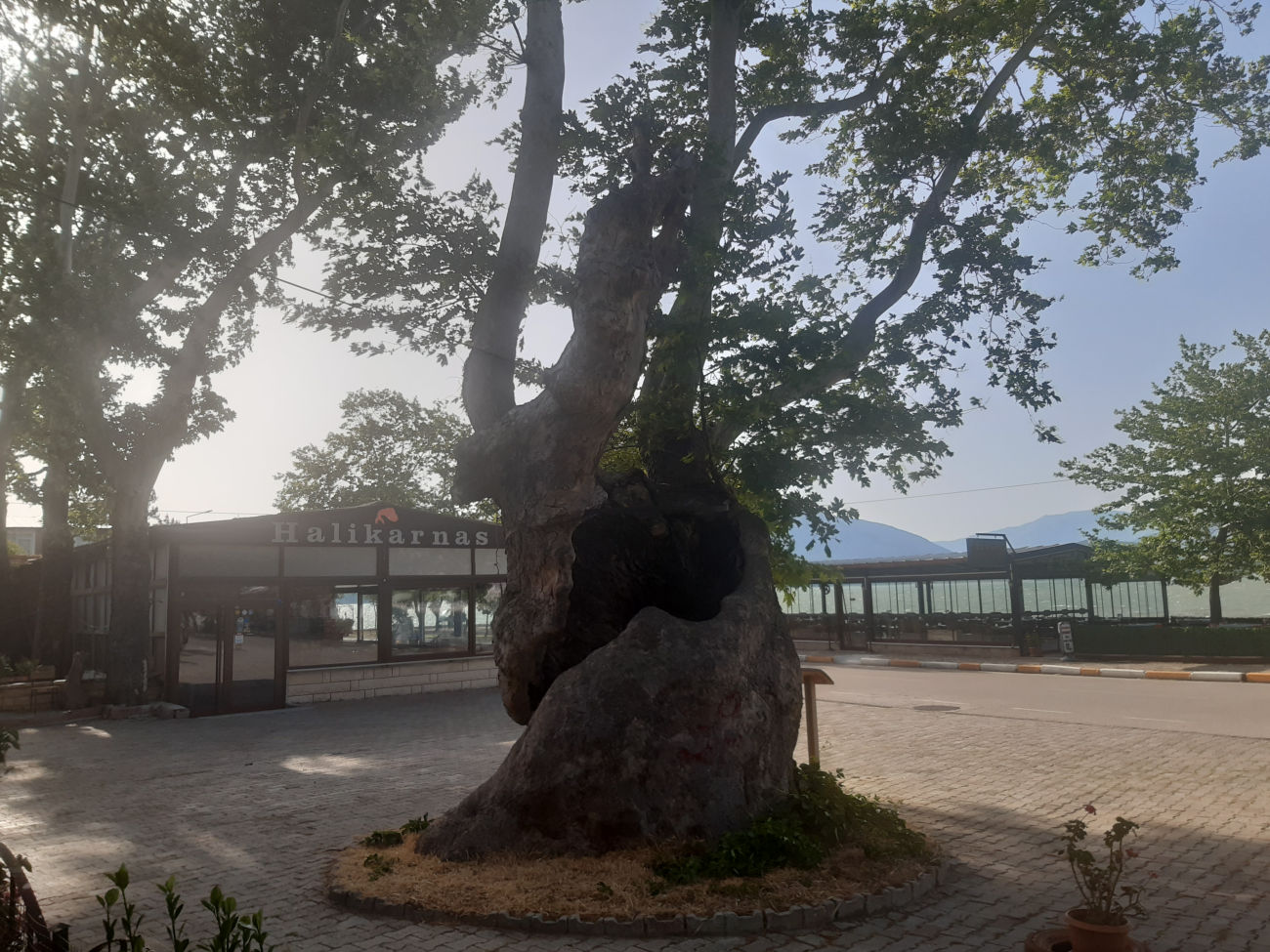 Olivenbaum