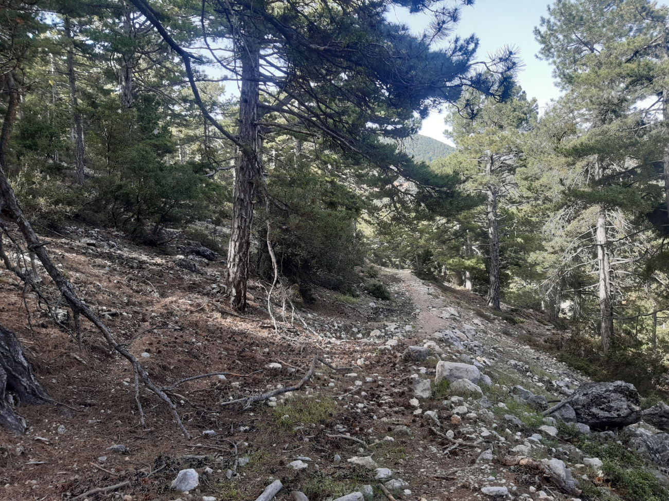 Waldweg