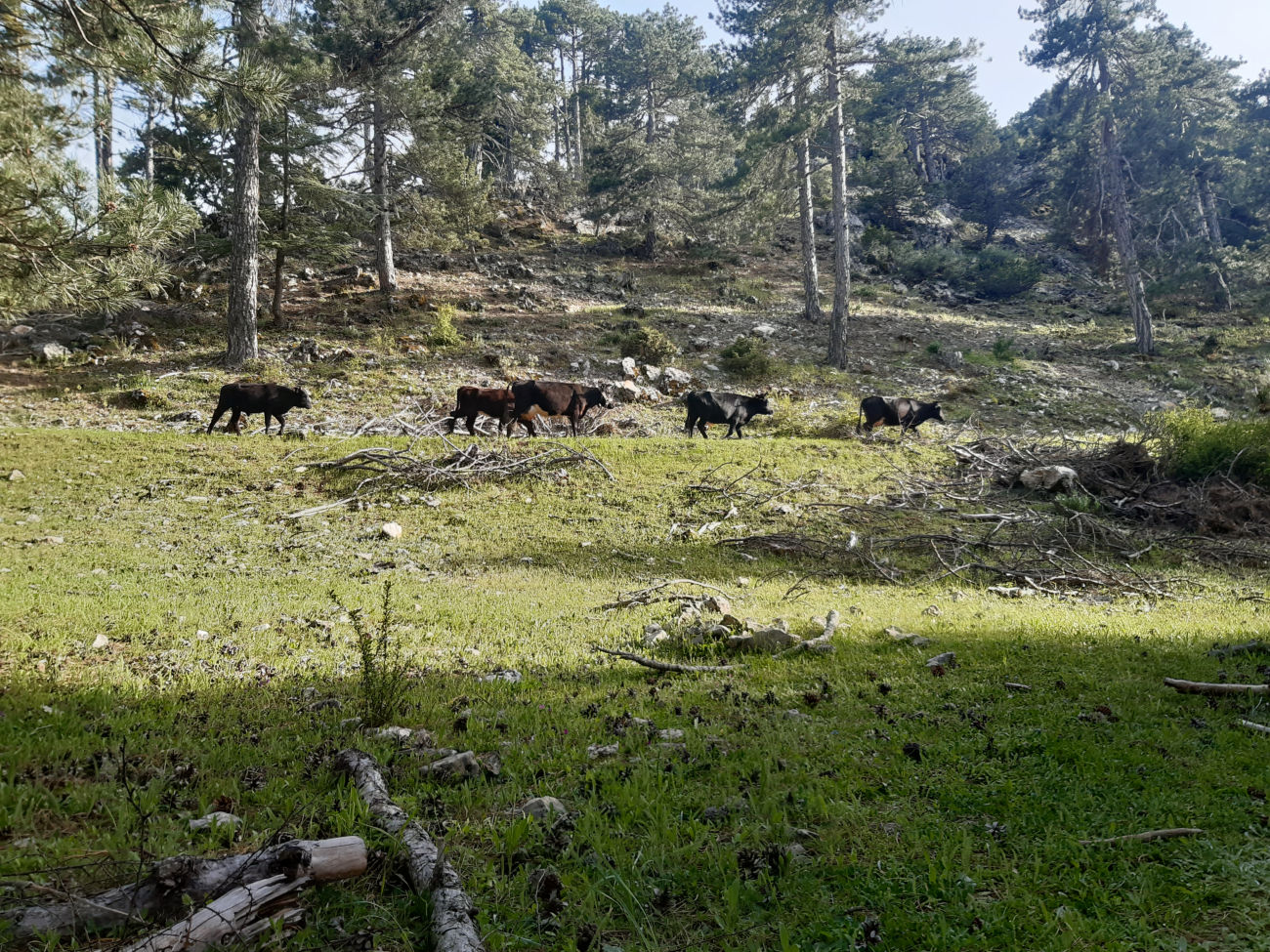 Kuhwanderung