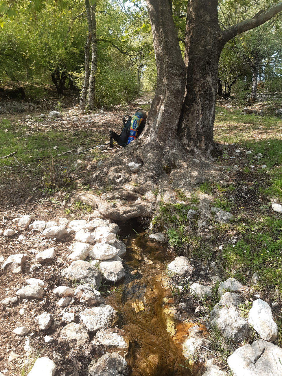 Quelle am Baum