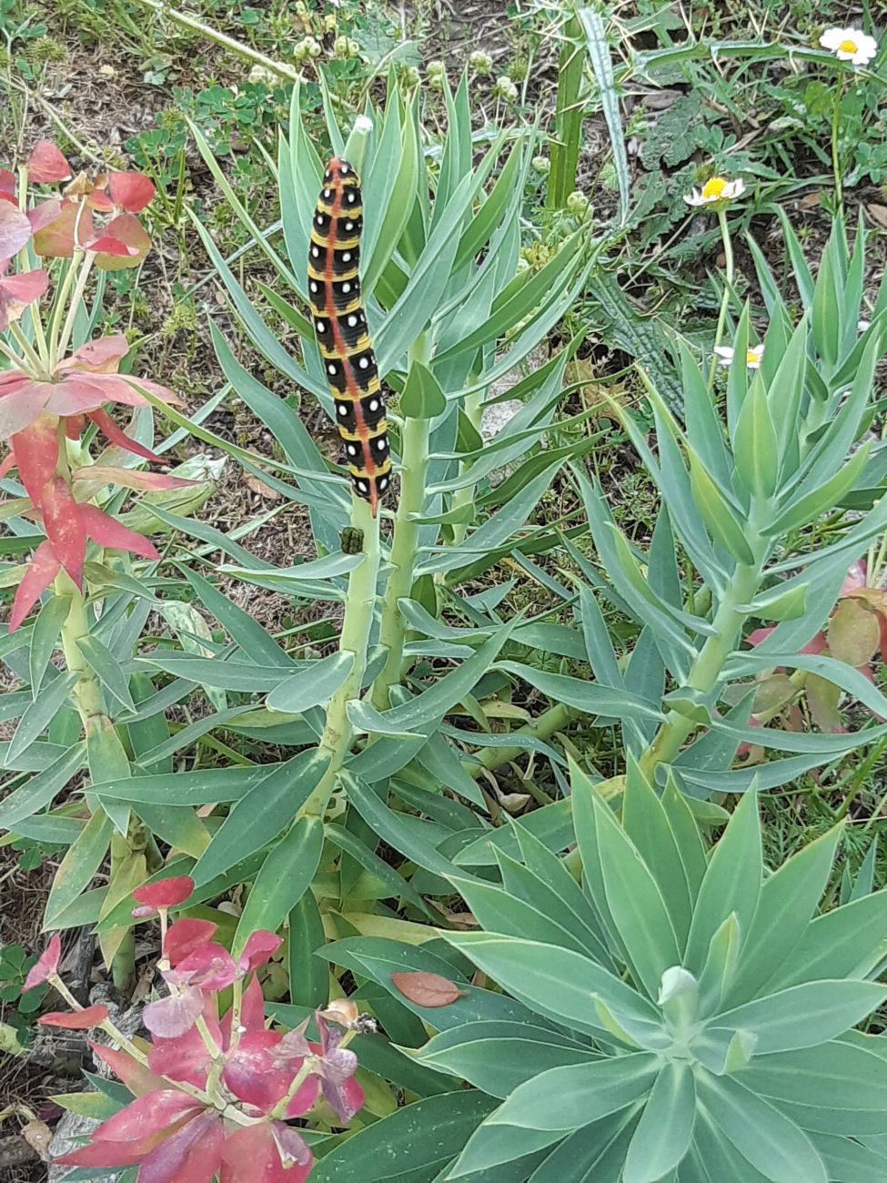 Riesenraupe